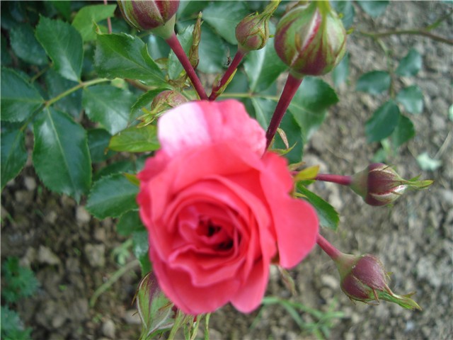 moje ruže